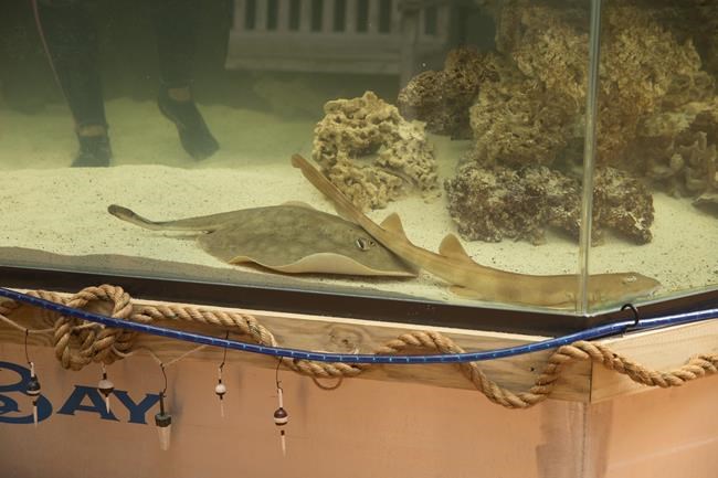 Charlotte, a stingray with no male companion, is pregnant in her mountain aquarium | iNFOnews.ca Charlotte, a stingray with no male companion, is pregnant in her mountain aquarium | iNFOnews.ca