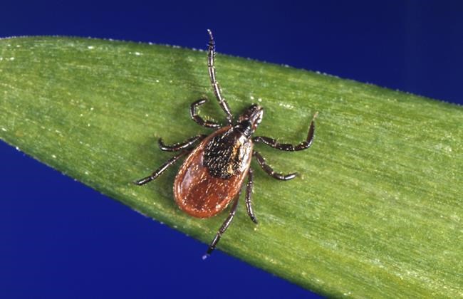 Lyme disease case counts in the US rose by almost 70% in 2022 due to a change in how it's reported | iNFOnews.ca