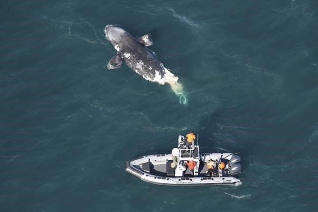 Endangered right whale floating dead off Georgia is rare species' second fatality since January | iNFOnews.ca