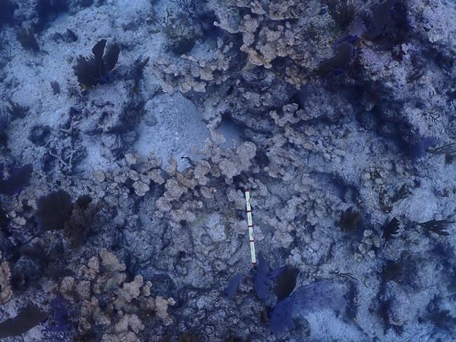 Hot seawater killed most of cultivated coral in Florida Keys in setback for restoration effort | iNFOnews.ca