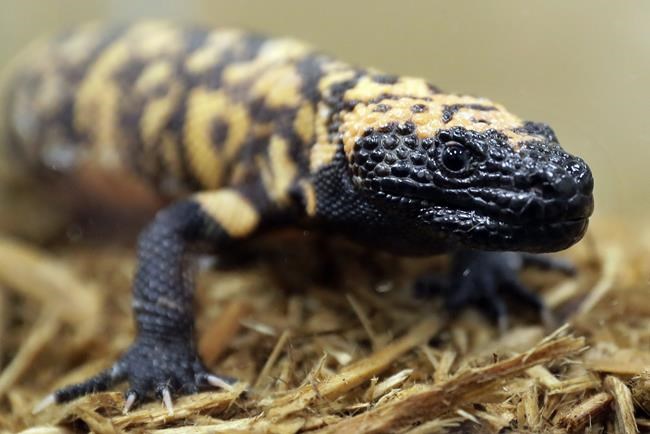 A Colorado man died after a Gila monster bite. Opinions and laws on keeping the lizard as a pet vary | iNFOnews.ca A Colorado man died after a Gila monster bite. Opinions and laws on keeping the lizard as a pet vary | iNFOnews.ca