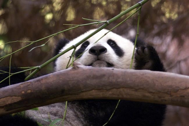 Black and white and adored all over. China pledges pair of pandas for San Diego Zoo | iNFOnews.ca