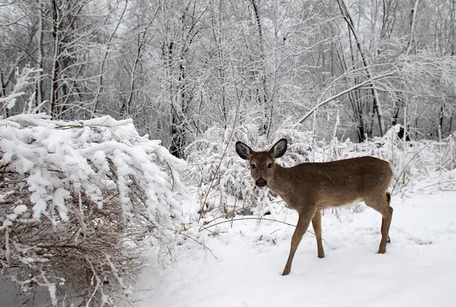 Assembly OKs bill to suspend doe hunting in northern Wisconsin in attempt to regrow herd | iNFOnews.ca