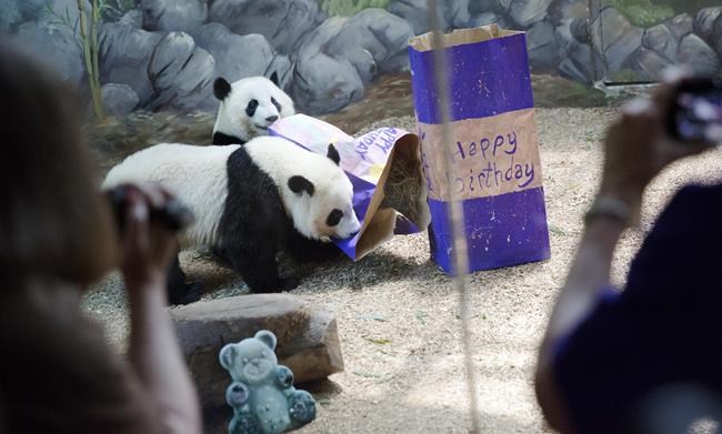Atlanta is the only place in US to see pandas for now. But dozens of spots abroad have them | iNFOnews.ca Atlanta is the only place in US to see pandas for now. But dozens of spots abroad have them | iNFOnews.ca
