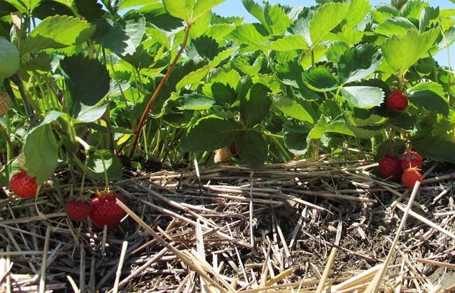 In Quebec's strawberry fields, a tiny insect may forecast big climate impacts: study | iNFOnews.ca In Quebec's strawberry fields, a tiny insect may forecast big climate impacts: study | iNFOnews.ca
