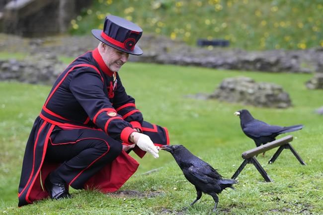 The Tower of London&apos;s new ravenmaster takes charge of the landmark&apos;s iconic flock | iNFOnews.ca
