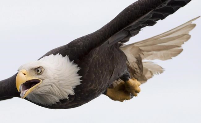 City of Prince Rupert says 19 eagles dead at landfill due to 'deleterious' substance | iNFOnews.ca
