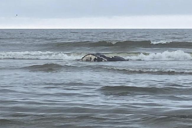 First baby right whale of season dies from injuries caused by ship collision | iNFOnews.ca First baby right whale of season dies from injuries caused by ship collision | iNFOnews.ca
