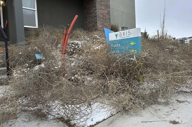 Iconic Old West tumbleweeds roll in and blanket parts of suburban Salt Lake City | iNFOnews.ca
