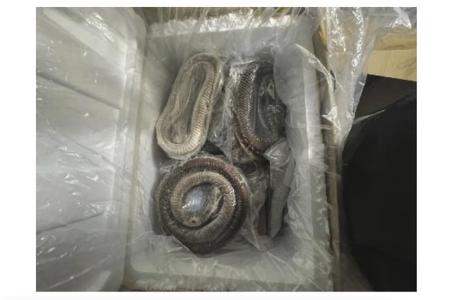 Illegally imported goose intestines hidden under rattlesnakes, federal authorities say | iNFOnews.ca Illegally imported goose intestines hidden under rattlesnakes, federal authorities say | iNFOnews.ca