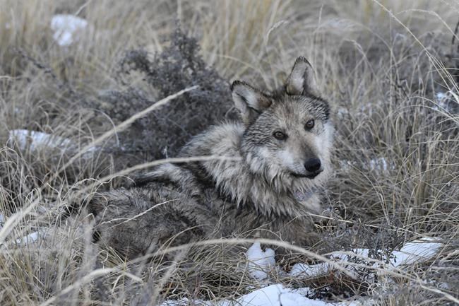 Mexican gray wolves boost their numbers, but a lack of genetic diversity remains a threat | iNFOnews.ca