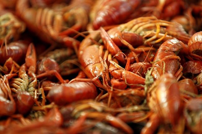 Drought pinched Louisiana's crawfish harvest, but mudbug fans are weathering the shortage | iNFOnews.ca Drought pinched Louisiana's crawfish harvest, but mudbug fans are weathering the shortage | iNFOnews.ca