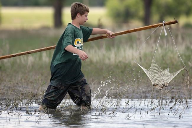 Amid Louisiana's crawfish shortage, governor issues disaster declaration | iNFOnews.ca Amid Louisiana's crawfish shortage, governor issues disaster declaration | iNFOnews.ca