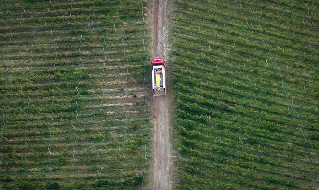 'Clean slate' to reshape B.C. wine industry, after climate-related catastrophes | iNFOnews.ca 'Clean slate' to reshape B.C. wine industry, after climate-related catastrophes | iNFOnews.ca