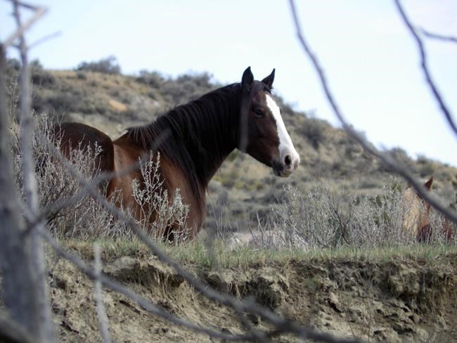 Wild horses facing removal in a North Dakota national park just got another strong ally: Congress | iNFOnews.ca Wild horses facing removal in a North Dakota national park just got another strong ally: Congress | iNFOnews.ca
