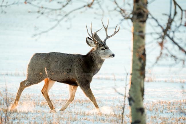 B.C. to kill 25 deer to test for chronic wasting disease in Kootenay region | iNFOnews.ca