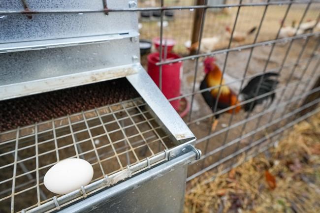 Oklahoma's push to weaken penalties for cockfighting is frustrating opponents of the bloodsport | iNFOnews.ca Oklahoma's push to weaken penalties for cockfighting is frustrating opponents of the bloodsport | iNFOnews.ca