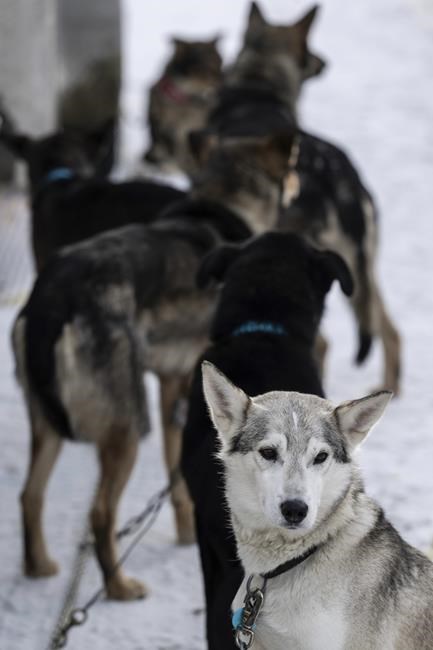 Dog deaths revive calls for end to Iditarod, the endurance race with deep roots in Alaska tradition | iNFOnews.ca Dog deaths revive calls for end to Iditarod, the endurance race with deep roots in Alaska tradition | iNFOnews.ca