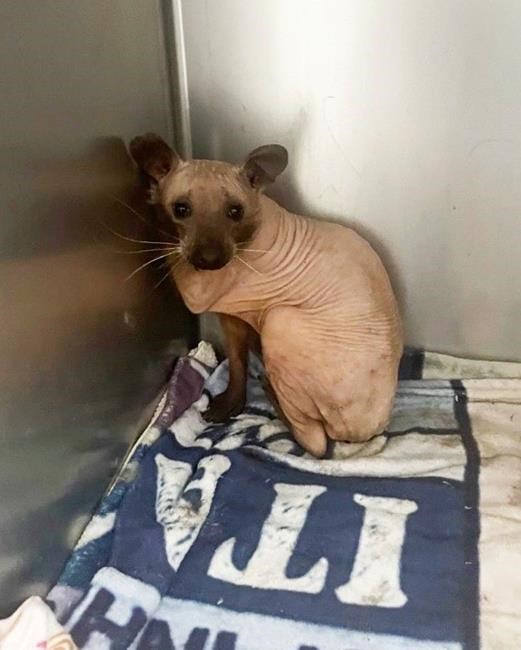 Furless raccoon, dubbed 'Rufus', rescued and given refuge in Nova Scotia shelter | iNFOnews.ca Furless raccoon, dubbed 'Rufus', rescued and given refuge in Nova Scotia shelter | iNFOnews.ca