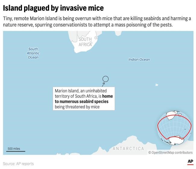A warming island's mice are breeding out of control and eating seabirds. An extermination is planned | iNFOnews.ca A warming island's mice are breeding out of control and eating seabirds. An extermination is planned | iNFOnews.ca