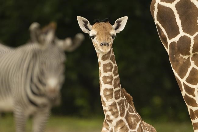 Baby giraffe dies of a broken neck at Zoo Miami | iNFOnews.ca