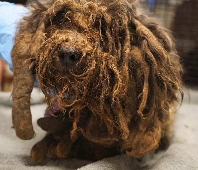 3 arrested after welfare call leads to removal of 86 dogs, girl and older woman from California home | iNFOnews.ca