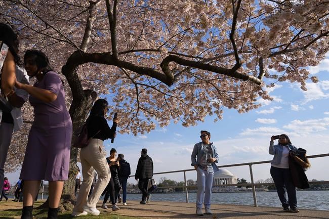 More than 100 iconic cherry trees in Washington are being cut down. So long, Stumpy | iNFOnews.ca