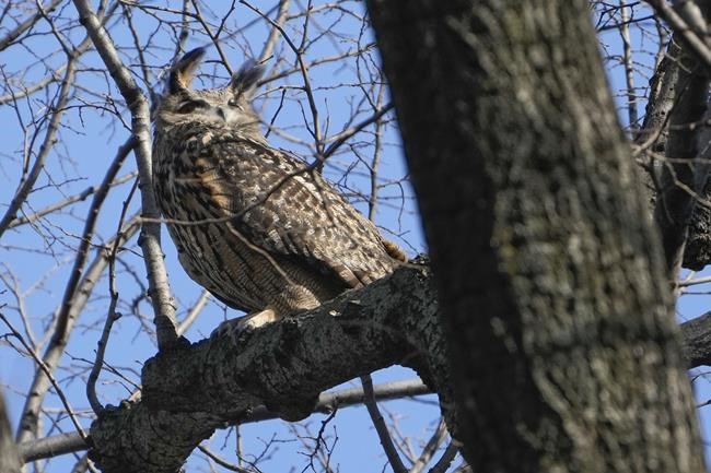 New York City owl Flaco was exposed to pigeon virus and rat poison before death, tests show | iNFOnews.ca