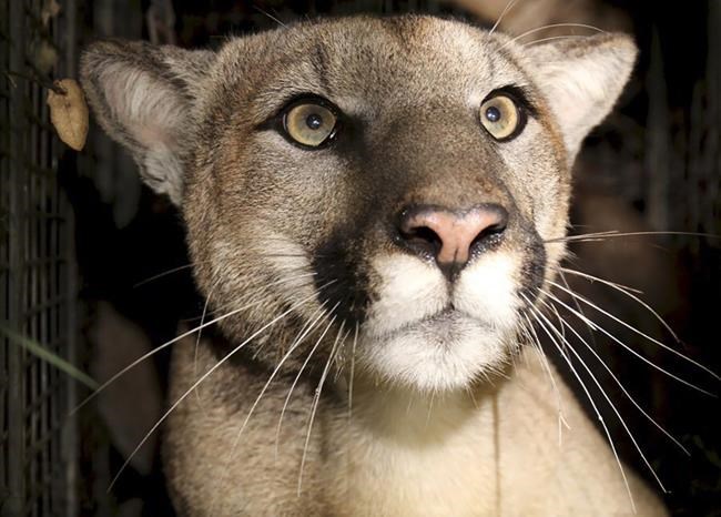 You might spot a mountain lion in California, but attacks like the one that killed a man are rare | iNFOnews.ca You might spot a mountain lion in California, but attacks like the one that killed a man are rare | iNFOnews.ca