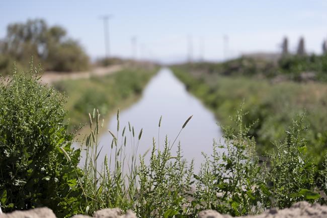 Tiny, endangered fish hinders California River water conservation plan | iNFOnews.ca Tiny, endangered fish hinders California River water conservation plan | iNFOnews.ca