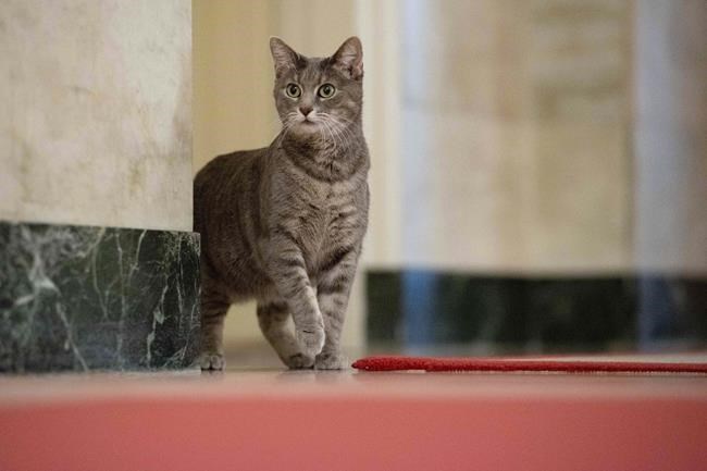 Jill Biden wrote children's book about her White House cat, Willow, that will be published in June | iNFOnews.ca Jill Biden wrote children's book about her White House cat, Willow, that will be published in June | iNFOnews.ca