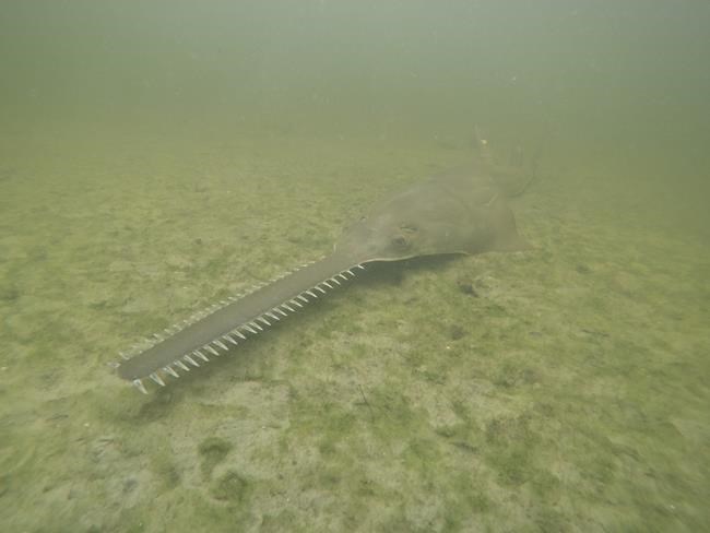 Sawfish are spinning, and dying, in Florida waters as rescue effort begins | iNFOnews.ca