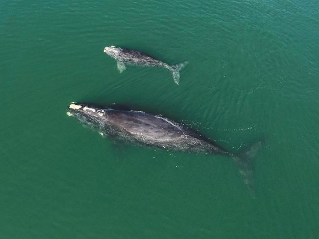 Endangered North Atlantic right whales lose three of 19 calves this season | iNFOnews.ca Endangered North Atlantic right whales lose three of 19 calves this season | iNFOnews.ca