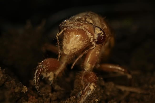 Invaders from underground are coming in cicada-geddon. It's the biggest bug emergence in centuries | iNFOnews.ca