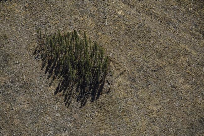 Federal review must include Canada's underreported forestry emissions: Enviro groups | iNFOnews.ca
