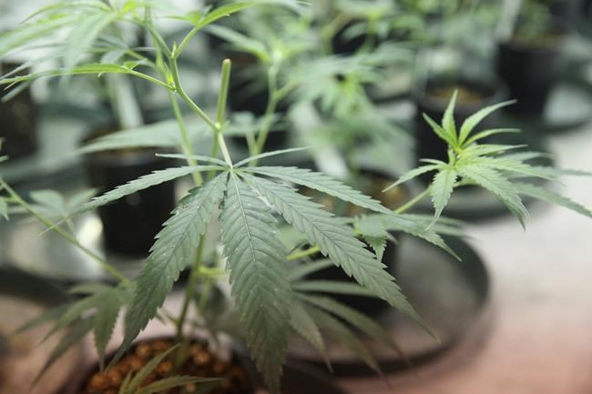 Florida voters will decide whether to protect abortion rights and legalize pot in November | iNFOnews.ca Florida voters will decide whether to protect abortion rights and legalize pot in November | iNFOnews.ca