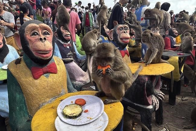 Officials have a plan to end years of monkey mayhem in a central Thai city | iNFOnews.ca