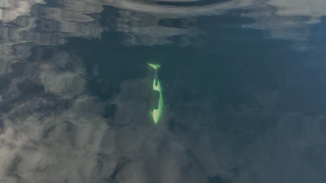 Drone images show trapped B.C. orca calf is healthy female, Fisheries Department says | iNFOnews.ca
