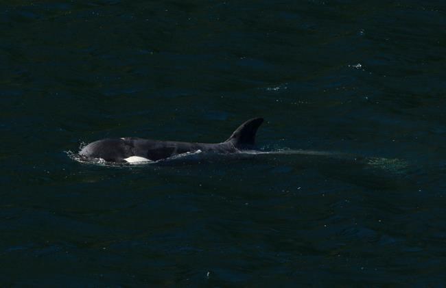 Orca's escape from B.C. lagoon will be talked about for 'generations,' say nations | iNFOnews.ca
