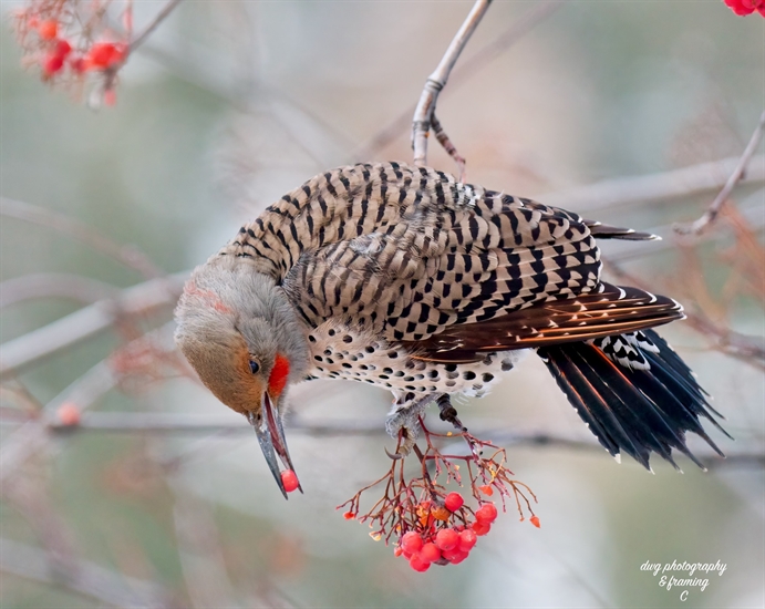 iN PHOTOS: Overwintering birds feast on berries in Kamloops, Okanagan | iNFOnews.ca iN PHOTOS: Overwintering birds feast on berries in Kamloops, Okanagan | iNFOnews.ca