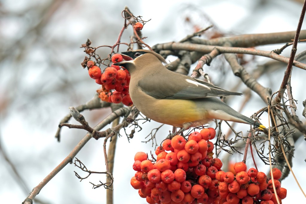 iN PHOTOS: Overwintering birds feast on berries in Kamloops, Okanagan | iNFOnews.ca iN PHOTOS: Overwintering birds feast on berries in Kamloops, Okanagan | iNFOnews.ca