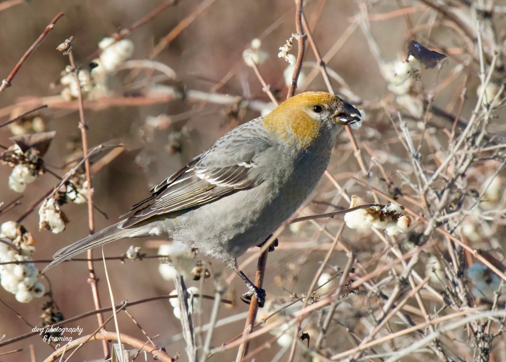 iN PHOTOS: Overwintering birds feast on berries in Kamloops, Okanagan | iNFOnews.ca
