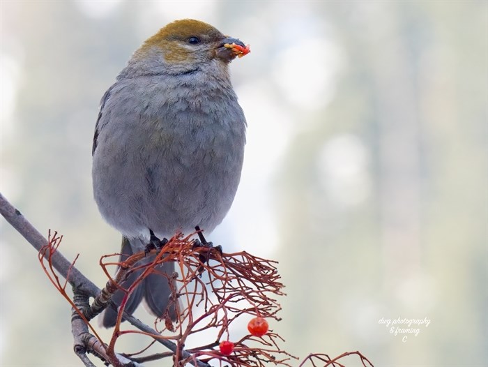 iN PHOTOS: Overwintering birds feast on berries in Kamloops, Okanagan | iNFOnews.ca iN PHOTOS: Overwintering birds feast on berries in Kamloops, Okanagan | iNFOnews.ca