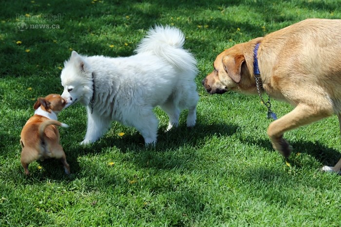 Pet food banks scramble to meet increasing need in Kamloops, Okanagan | iNFOnews.ca
