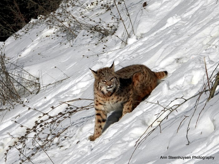iN PHOTOS: Shuswap photographer gets bucket list encounter with bobcat | iNFOnews.ca iN PHOTOS: Shuswap photographer gets bucket list encounter with bobcat | iNFOnews.ca