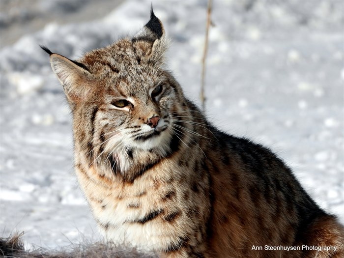 iN PHOTOS: Shuswap photographer gets bucket list encounter with bobcat | iNFOnews.ca iN PHOTOS: Shuswap photographer gets bucket list encounter with bobcat | iNFOnews.ca