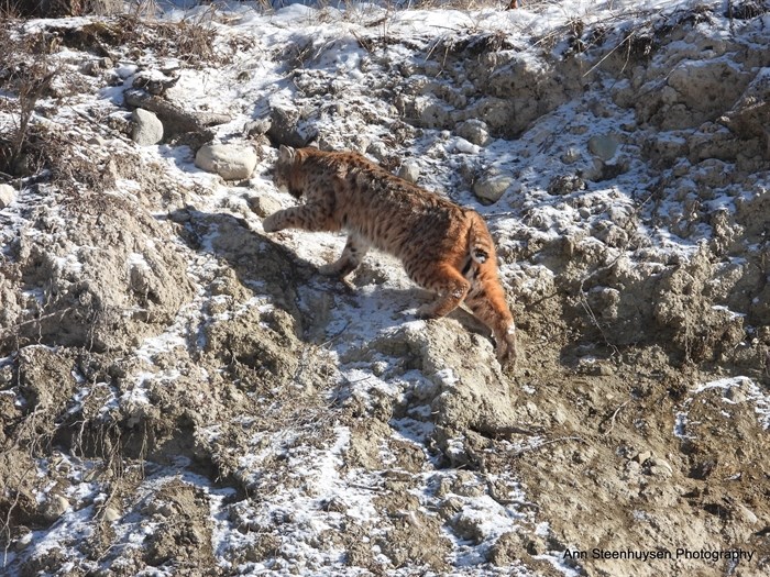 iN PHOTOS: Shuswap photographer gets bucket list encounter with bobcat | iNFOnews.ca iN PHOTOS: Shuswap photographer gets bucket list encounter with bobcat | iNFOnews.ca