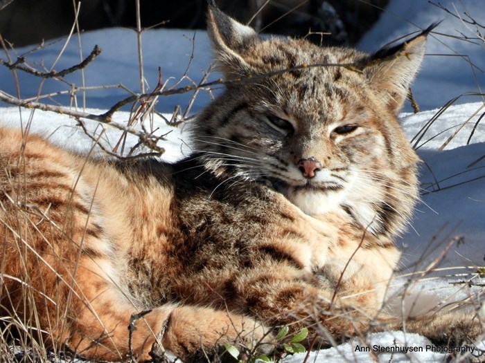 iN PHOTOS: Shuswap photographer gets bucket list encounter with bobcat | iNFOnews.ca iN PHOTOS: Shuswap photographer gets bucket list encounter with bobcat | iNFOnews.ca