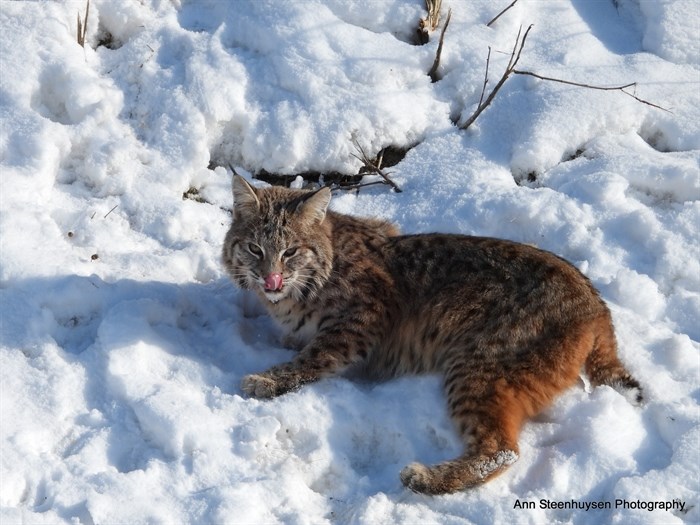 iN PHOTOS: Shuswap photographer gets bucket list encounter with bobcat | iNFOnews.ca iN PHOTOS: Shuswap photographer gets bucket list encounter with bobcat | iNFOnews.ca