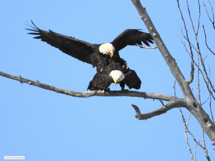 iN PHOTOS: Eagles fight for food, territory in Kamloops, Okanagan | iNFOnews.ca iN PHOTOS: Eagles fight for food, territory in Kamloops, Okanagan | iNFOnews.ca